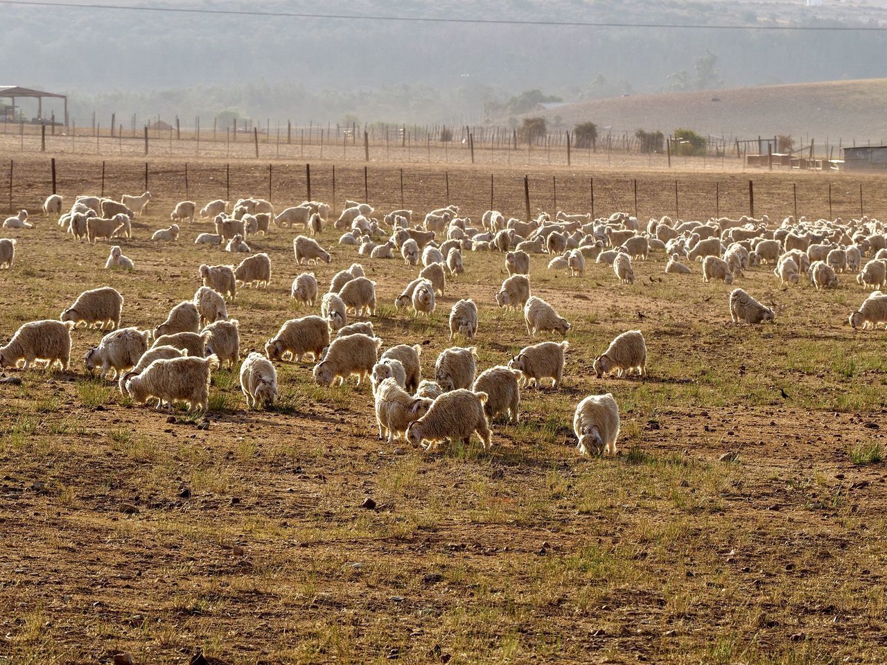 FLOCK OF SHEEP GRAZING ON FIELD