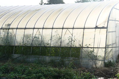 Plants growing in greenhouse