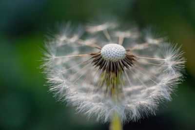 Close-up of dandelion against blurred background