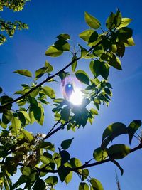 Low angle view of sunlight streaming through tree