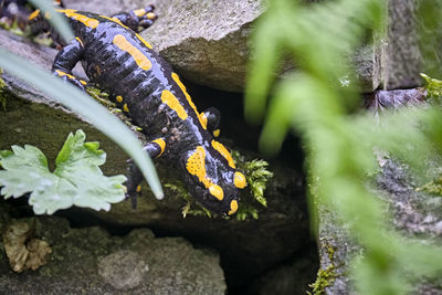 Close-up of snake on rock