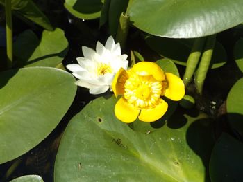 Close-up of lotus water lily in pond