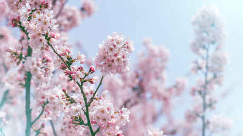 Close-up of cherry blossoms blooming on tree