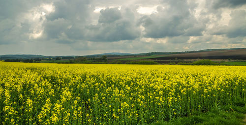 Scenic view of oilseed rape field against cloudy sky