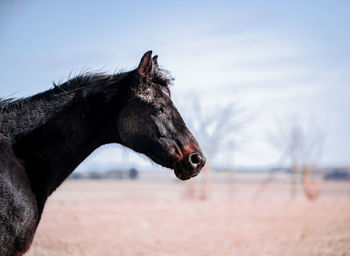 Close-up of a horse on a field