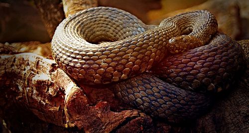 Close-up of snake on tree