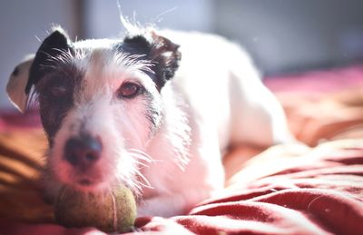 Close-up portrait of dog relaxing at home