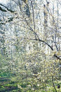 Low angle view of flowers growing on tree