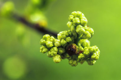 Close-up of grapes