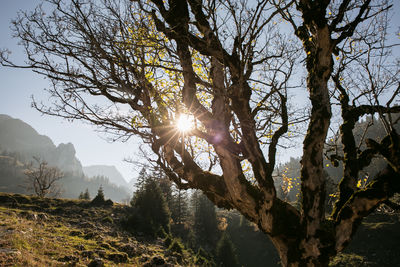 Sunlight streaming through tree