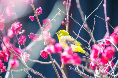 Close-up of bird perching on branch