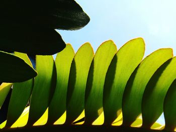 Detail shot of green leaves