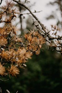 Pine cones amongst brown pine needles on branch