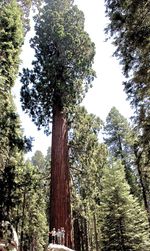 Low angle view of trees in forest