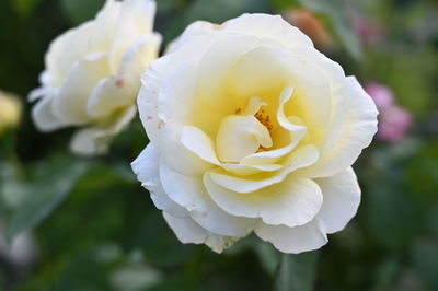 Close-up of white rose