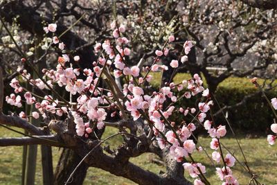 Pink flowers blooming on tree