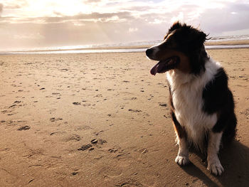 Dog on beach