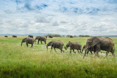 Elephants on grassy field against sky