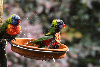 Close-up of birds perching on leaf