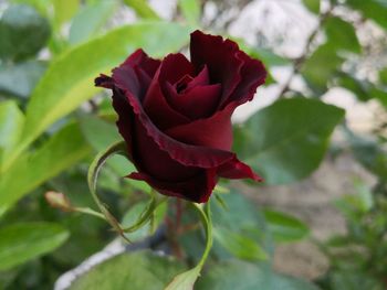 Close-up of red rose