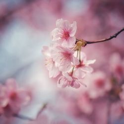 Close-up of pink cherry blossom