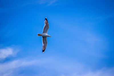 Low angle view of bird flying against blue sky