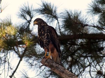 Low angle view of eagle perching on tree against sky