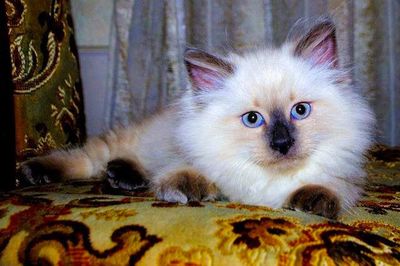 Close-up portrait of cat