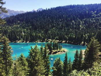 Scenic view of lake in forest