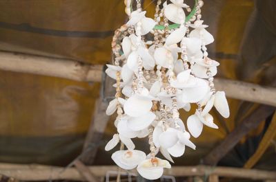 Close-up of white flowers