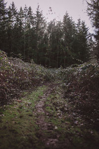 Trees in forest