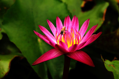 Close-up of pink flower