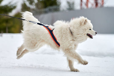 White dog on snow