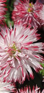 Close-up of pink flower