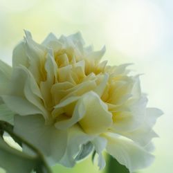 Close-up of dahlia blooming outdoors