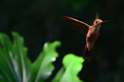 Close-up of an insect