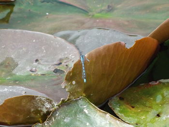 Close-up of water lily