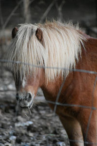 Horse in a sunlight