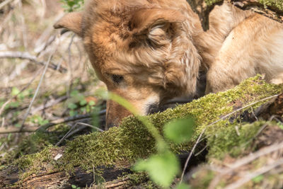 View of an animal on field