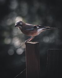 Close-up of bird perching on wooden post