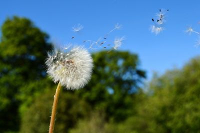 Close-up of dandelion against sky