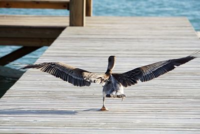 Rear view of seagull taking off from wooden pier