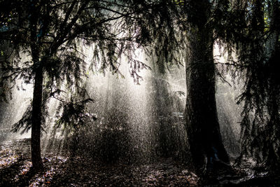 Trees in forest