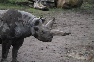 View of rhino on field