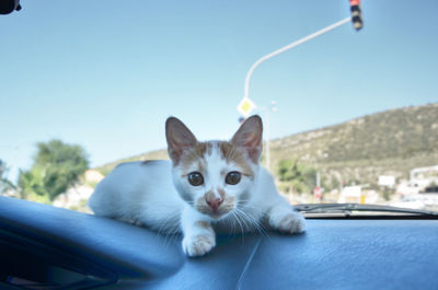 Portrait of a cat in a car 