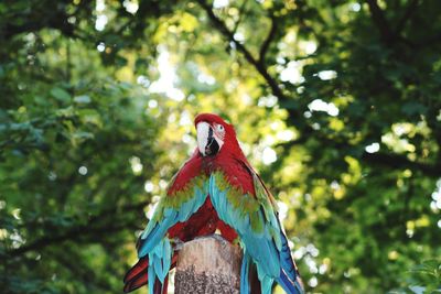 Low angle view of bird perching on tree