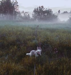 View of dog on field