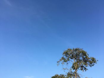 Low angle view of tree against blue sky