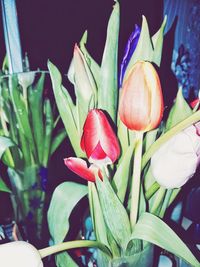 Close-up of red tulips