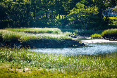 Scenic view of river amidst trees